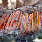 Resinous